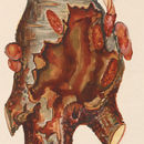 Imagem de Sanninoidea exitiosa Say 1823