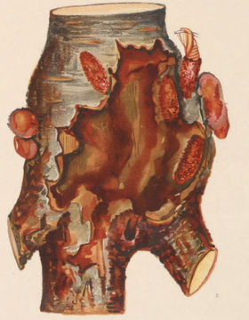 Image of Sanninoidea exitiosa Say 1823