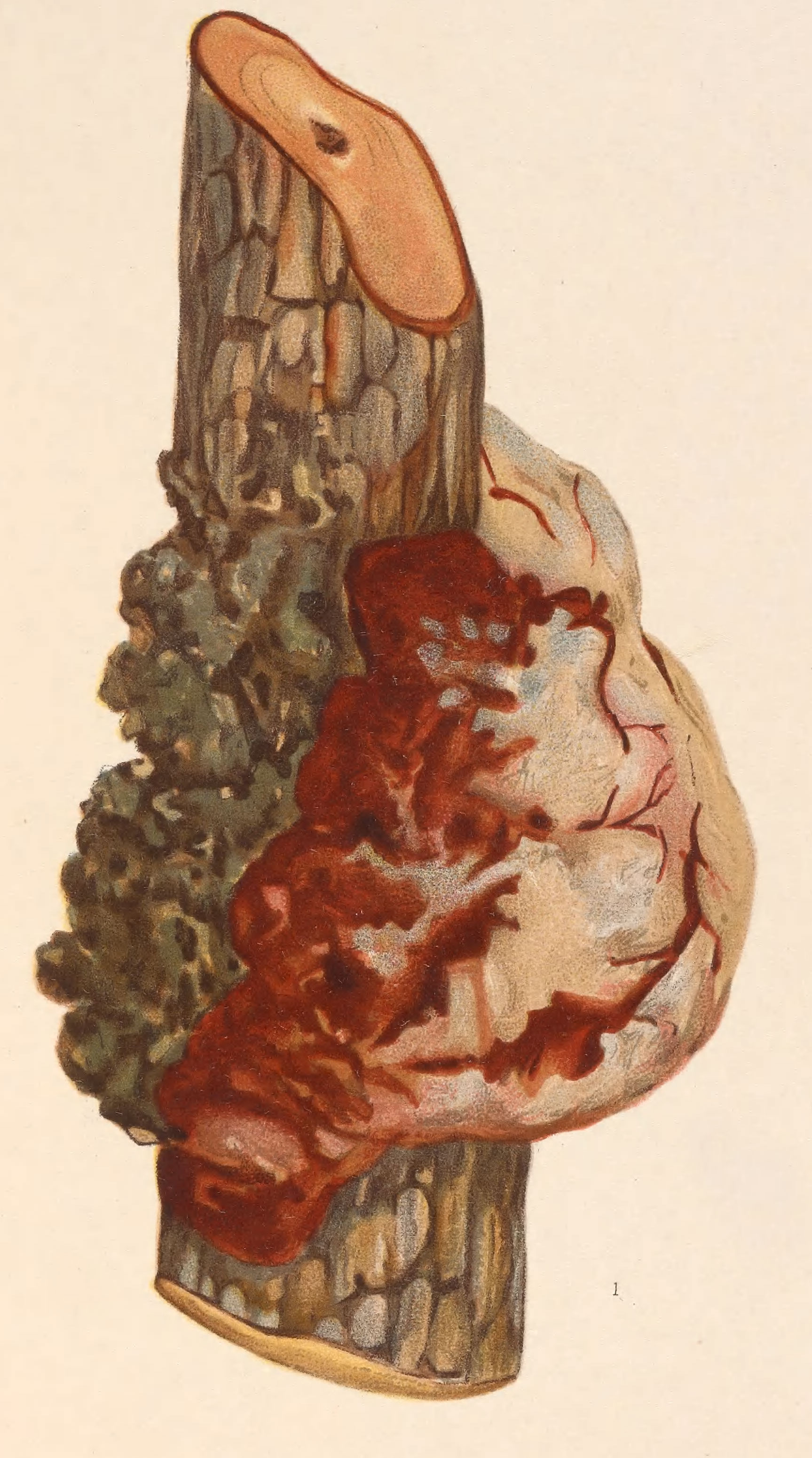 Image of Vespamima sequoiae Edwards 1881