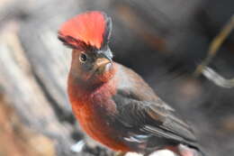 Image of Red Pileated Finch