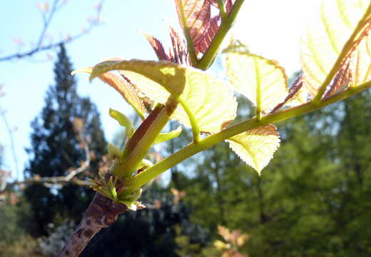 Imagem de Tapiscia sinensis Oliver