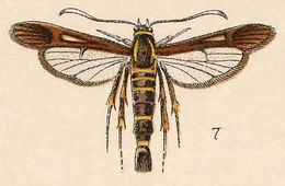 Image de Carmenta bassiformis Walker 1856