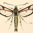 Image of Fireweed Clearwing Moth