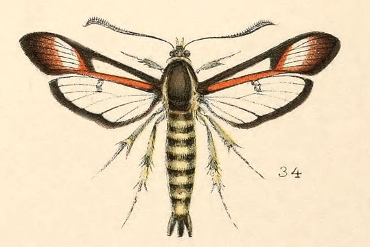 Image of Fireweed Clearwing Moth