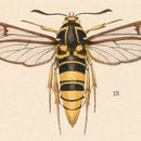 Image of <i>Aegeria tibialis</i> (Harr.)