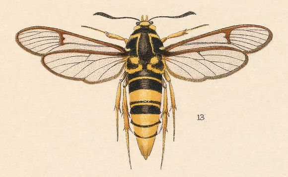 Image of <i>Aegeria tibialis</i> (Harr.)