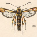 Image of Aegeria refulgens Edwards 1881