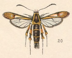 Image of Aegeria refulgens Edwards 1881