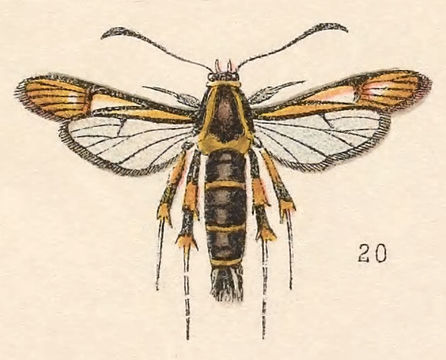 Слика од Aegeria refulgens Edwards 1881