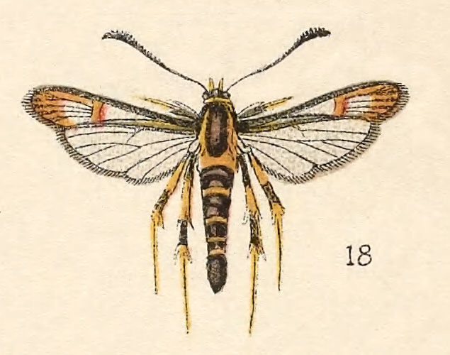 Image of Aegeria refulgens Edwards 1881