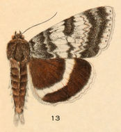 Image of White Underwing, The Relict