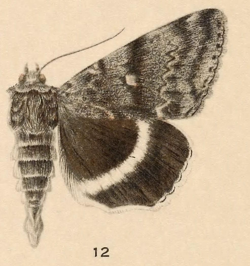 Image of White Underwing, The Relict