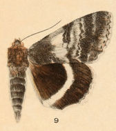 Image of White Underwing, The Relict