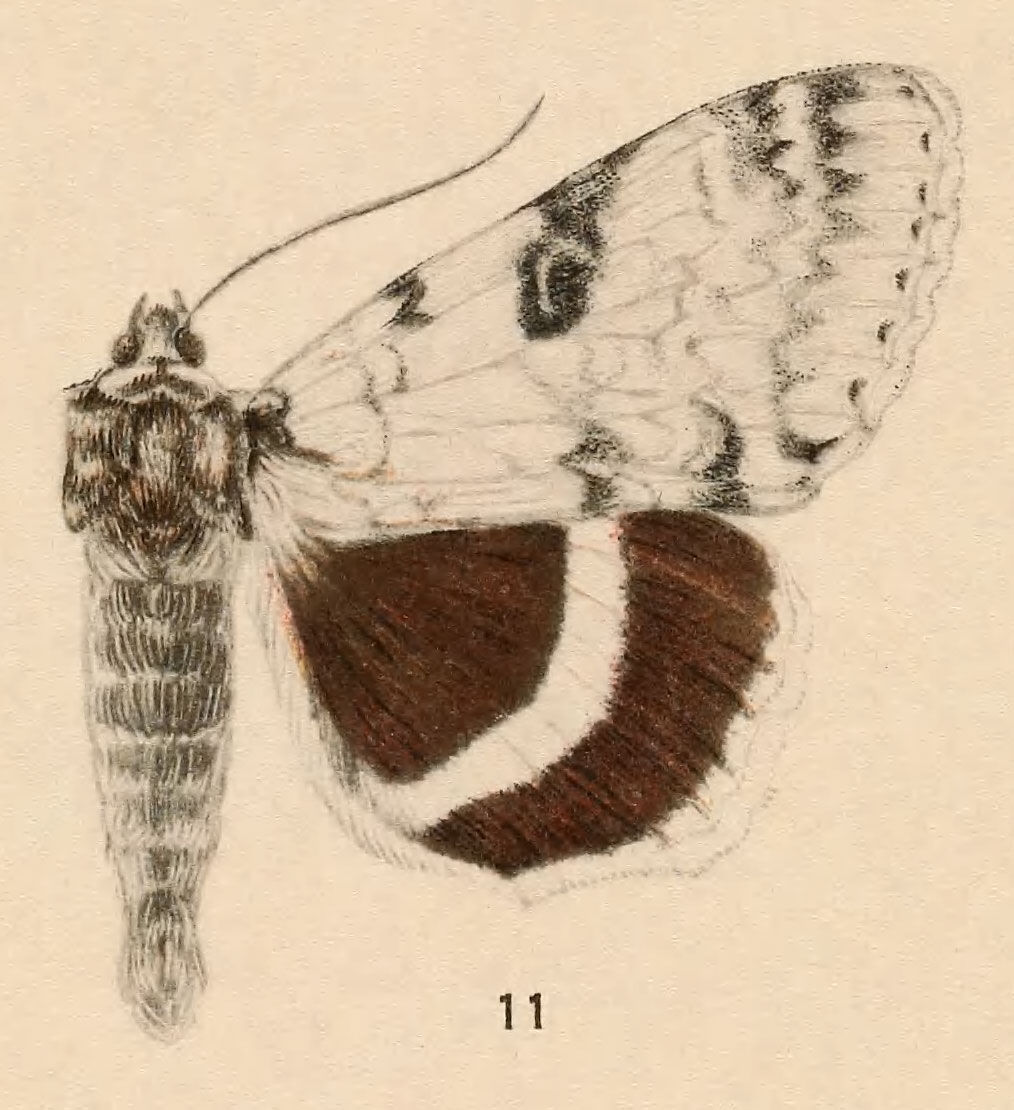 Image of White Underwing, The Relict