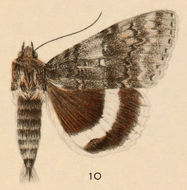 Image of White Underwing, The Relict