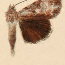 Image of Gloomy Underwing