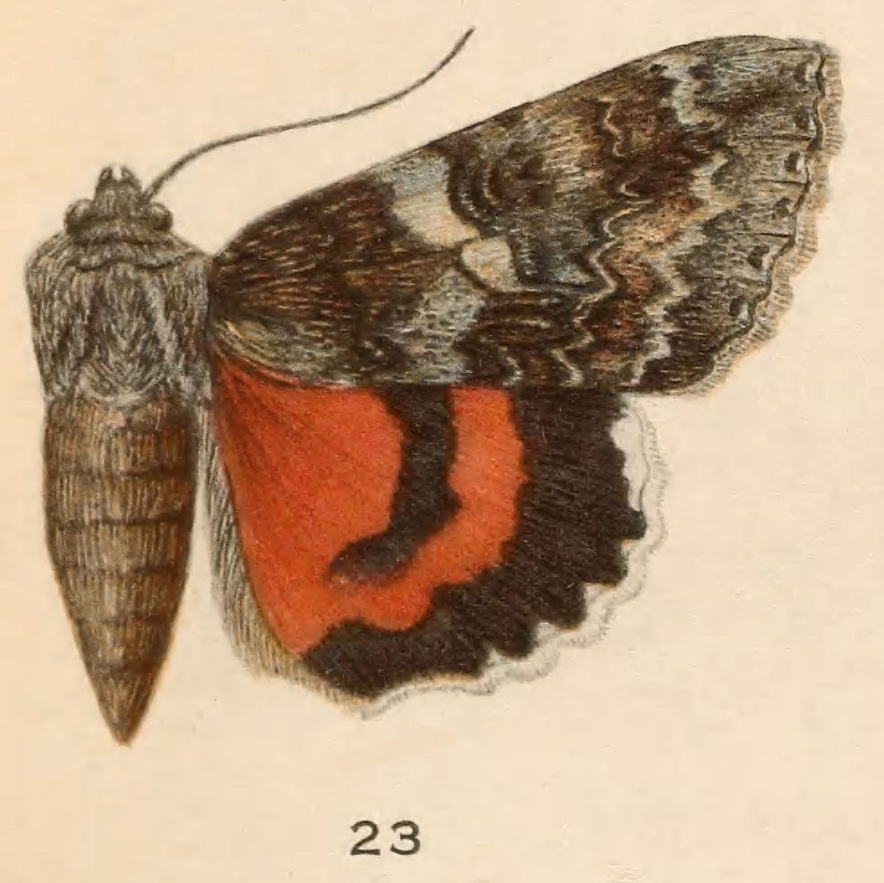 Image of Once-married Underwing