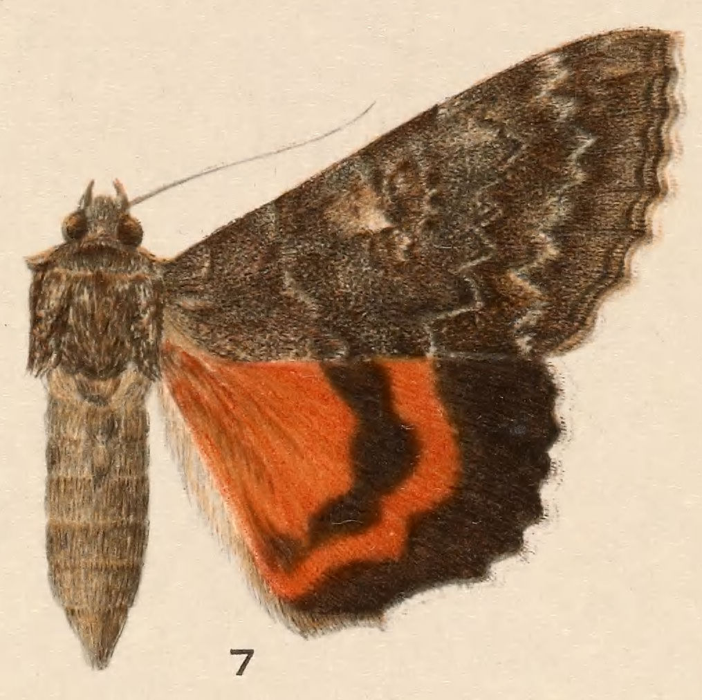 Image of Once-married Underwing