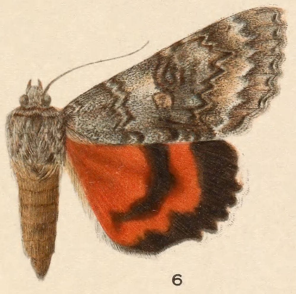 Image of Once-married Underwing
