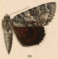 Image of Once-married Underwing