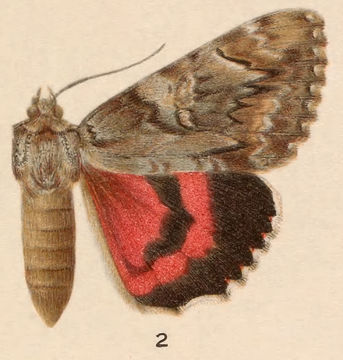 Image of Aholibah Underwing