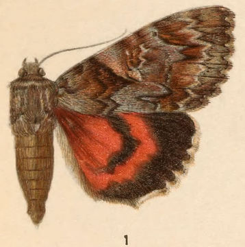 Image of Aholibah Underwing