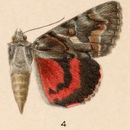 Image of Catocala violenta H. Edwards 1880