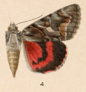 Plancia ëd Catocala violenta H. Edwards 1880