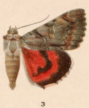 Plancia ëd Catocala violenta H. Edwards 1880