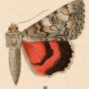 Image of Briseis Underwing, Ribbed Underwing