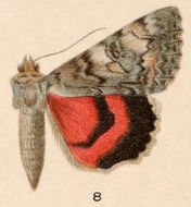 Plancia ëd Catocala briseis W. H. Edwards 1864