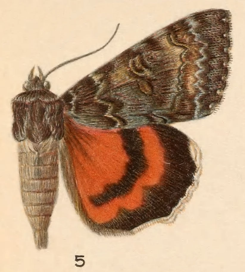 Plancia ëd Catocala briseis W. H. Edwards 1864