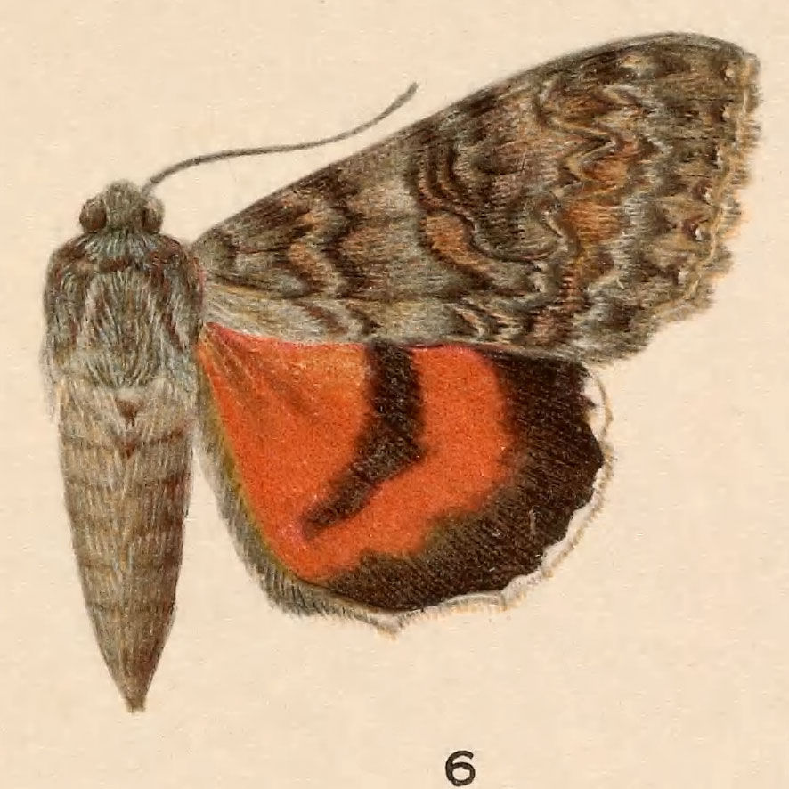 Plancia ëd Catocala briseis W. H. Edwards 1864