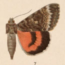 Image of Catocala grotiana Bailey 1879
