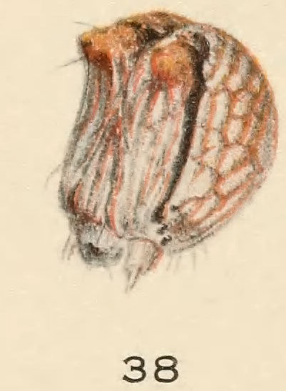 Image of Darling Underwing