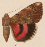 Image of Darling Underwing