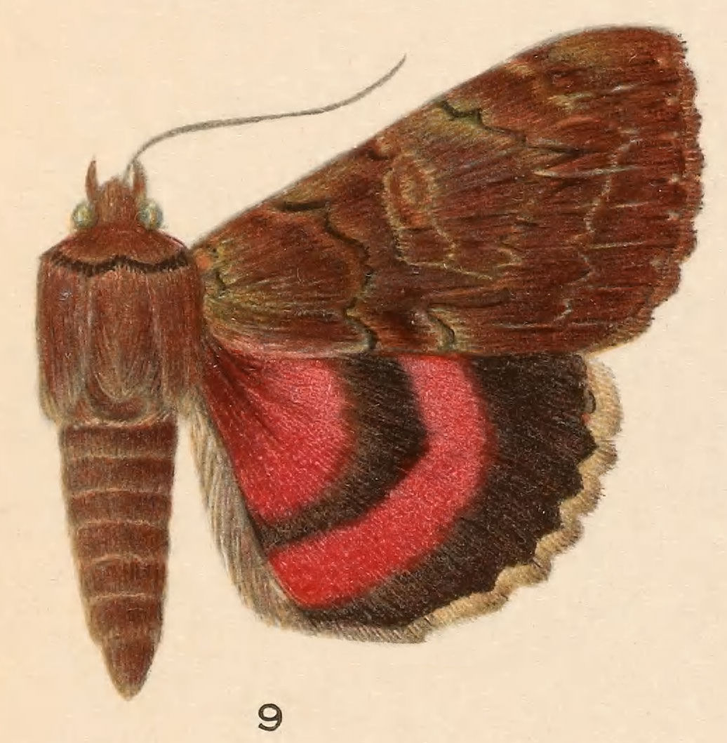 Image of Darling Underwing