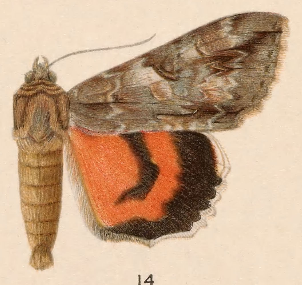 Image of Mother Underwing