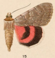 Plancia ëd Catocala concumbens Walker 1857