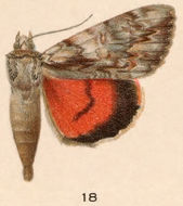 Plancia ëd Catocala coccinata Grote 1872