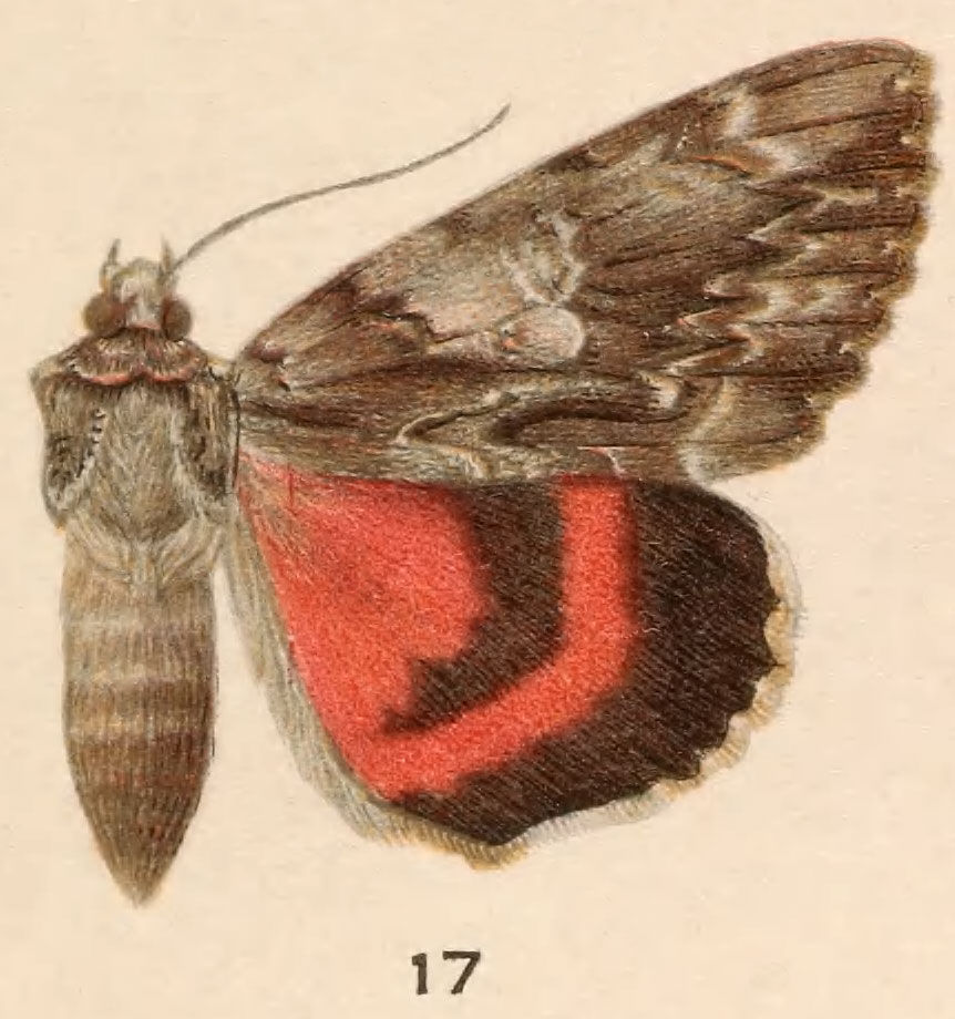 Plancia ëd Catocala coccinata Grote 1872