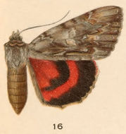 Plancia ëd Catocala coccinata Grote 1872