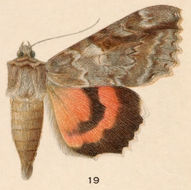 Plancia ëd Catocala marmorata W. H. Edwards 1864