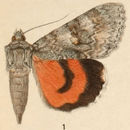 Image of Catocala pura Hulst 1880