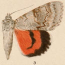 Image of Catocala hippolyta Strecker 1874