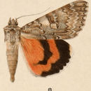 Image of Meske's Underwing