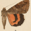 Image of Catocala irene Behr 1870