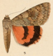 Image of Joined Underwing