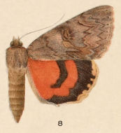 Image of Joined Underwing