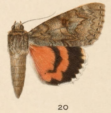 Image of Joined Underwing